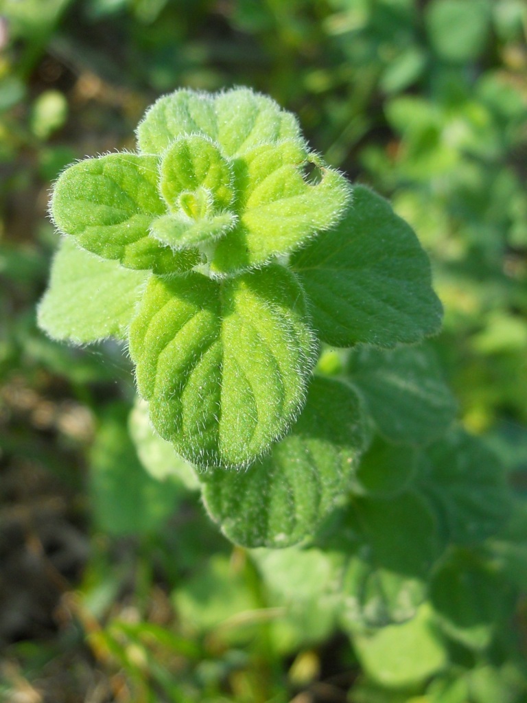Clinopodium nepeta